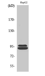 Fig. Western Blot analysis of various cells using THC2 Polyclonal Antibody.