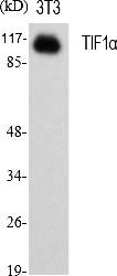 Fig.1. Western Blot analysis of various cells using TIF1α Polyclonal Antibody diluted at 1:1000.