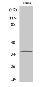 Fig. Western Blot analysis of various cells using TIS11B Polyclonal Antibody. Secondary antibody (catalog#: A21020) was diluted at 1:20000.