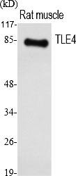 Fig. Western Blot analysis of various cells using TLE4 Polyclonal Antibody. Secondary antibody (catalog#: A21020) was diluted at 1:20000.