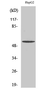 Fig. Western Blot analysis of various cells using TMEM145 Polyclonal Antibody. Secondary antibody (catalog#: A21020) was diluted at 1:20000.