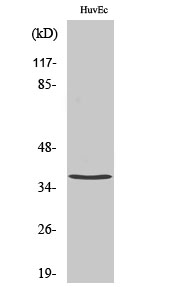 Fig. Western Blot analysis of various cells using TNF-IP 1 Polyclonal Antibody diluted at 1:500. Secondary antibody (catalog#: A21020) was diluted at 1:20000.