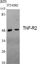 Fig. Western Blot analysis of various cells using TNF-R2 Polyclonal Antibody diluted at 1:1000. Secondary antibody (catalog#: A21020) was diluted at 1:20000.