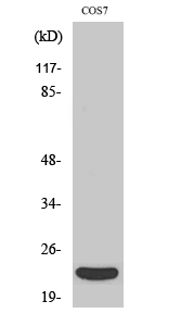 Fig. Western Blot analysis of various cells using TNF-β Polyclonal Antibody diluted at 1:1000. Secondary antibody (catalog#: A21020) was diluted at 1:20000.