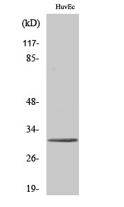 Fig. Western Blot analysis of various cells using Tollip Polyclonal Antibody. Secondary antibody (catalog#: A21020) was diluted at 1:20000.