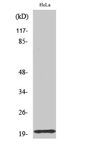 Fig. Western Blot analysis of various cells using Tom20 Polyclonal Antibody diluted at 1:500. Secondary antibody (catalog#: A21020) was diluted at 1:20000.
