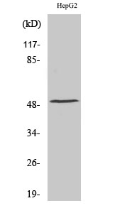 Fig. Western Blot analysis of various cells using TPH1 Polyclonal Antibody. Secondary antibody (catalog#: A21020) was diluted at 1:20000.