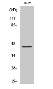 Fig. Western Blot analysis of various cells using TRAAK Polyclonal Antibody. Secondary antibody (catalog#: A21020) was diluted at 1:20000.