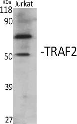 Fig. Western Blot analysis of various cells using TRAF2 Polyclonal Antibody. Secondary antibody (catalog#: A21020) was diluted at 1:20000.