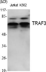 Fig.1. Western Blot analysis of various cells using TRAF3 Polyclonal Antibody. Secondary antibody (catalog#: A21020) was diluted at 1:20000.