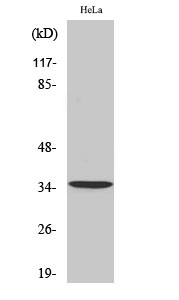 Fig. Western Blot analysis of various cells using Tropomyosin α Polyclonal Antibody. Secondary antibody (catalog#: A21020) was diluted at 1:20000.