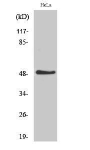 Fig.1. Western Blot analysis of various cells using TSLC1 Polyclonal Antibody diluted at 1:500. Secondary antibody (catalog#: A21020) was diluted at 1:20000.