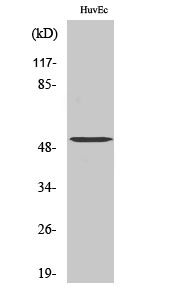 Fig.1. Western Blot analysis of various cells using Tubulin α-3C/D/E Polyclonal Antibody diluted at 1:2000. Secondary antibody (catalog#: A21020) was diluted at 1:20000.