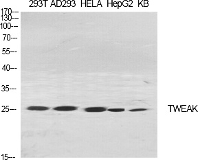 Fig.1. Western Blot analysis of various cells using TWEAK Polyclonal Antibody diluted at 1:2000. Secondary antibody (catalog#: A21020) was diluted at 1:20000.