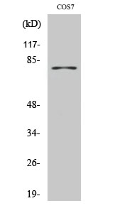 Fig.2. Western Blot analysis of COS7 cells using TYR Polyclonal Antibody. Secondary antibody (catalog#: A21020) was diluted at 1:20000.