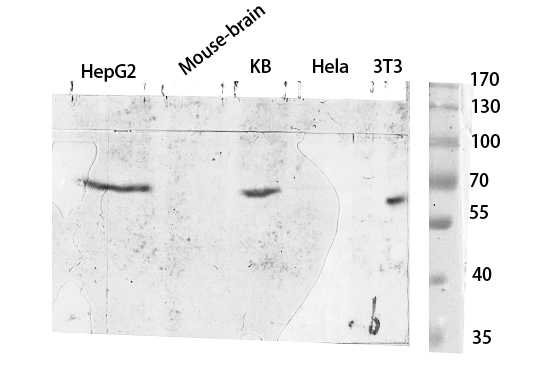 Fig.3. Western blot analysis of various cell Lysate, antibody was diluted at 1:1000. Secondary antibody (catalog#: A21020) was diluted at 1:20000.