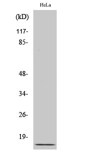 Fig. Western Blot analysis of various cells using Ub Polyclonal Antibody. Secondary antibody (catalog#: A21020) was diluted at 1:20000.