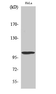 Fig. Western Blot analysis of various cells using UBE1L Polyclonal Antibody diluted at 1:2000. Secondary antibody (catalog#: A21020) was diluted at 1:20000.