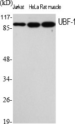 Fig.1. Western Blot analysis of various cells using UBF-1 Polyclonal Antibody. Secondary antibody (catalog#: A21020) was diluted at 1:20000.