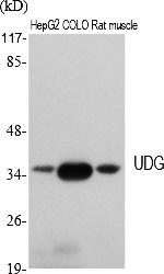 Fig.1. Western Blot analysis of various cells using UDG Polyclonal Antibody. Secondary antibody (catalog#: A21020) was diluted at 1:20000.