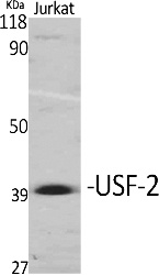 Fig.1. Western Blot analysis of various cells using USF-2 Polyclonal Antibody. Secondary antibody (catalog#: A21020) was diluted at 1:20000.