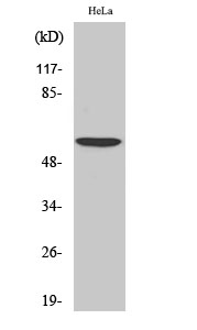 Fig. Western Blot analysis of various cells using USP30 Polyclonal Antibody. Secondary antibody (catalog#: A21020) was diluted at 1:20000.