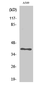 Fig. Western Blot analysis of various cells using USP50 Polyclonal Antibody. Secondary antibody (catalog#: A21020) was diluted at 1:20000.