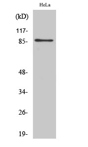 Fig. Western Blot analysis of various cells using UTP14A Polyclonal Antibody diluted at 1:500. Secondary antibody (catalog#: A21020) was diluted at 1:20000.