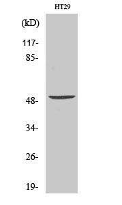 Fig. Western Blot analysis of various cells using Vangl1 Polyclonal Antibody. Secondary antibody (catalog#: A21020) was diluted at 1:20000.