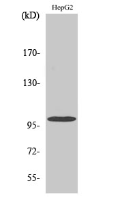 Fig. Western Blot analysis of various cells using Vav2 Polyclonal Antibody. Secondary antibody (catalog#: A21020) was diluted at 1:20000.