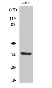 Fig. Western Blot analysis of various cells using VEGF-D Polyclonal Antibody. Secondary antibody (catalog#: A21020) was diluted at 1:20000.
