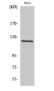 Fig. Western Blot analysis of various cells using Vinculin Polyclonal Antibody. Secondary antibody (catalog#: A21020) was diluted at 1:20000.