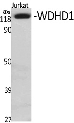 Fig. Western Blot analysis of various cells using WDHD1 Polyclonal Antibody. Secondary antibody (catalog#: A21020) was diluted at 1:20000.