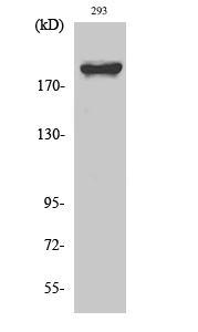 Fig. Western Blot analysis of various cells using WNK1 Polyclonal Antibody. Secondary antibody (catalog#: A21020) was diluted at 1:20000.