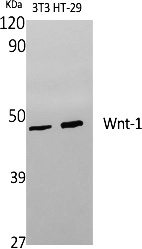 Fig.1. Western Blot analysis of various cells using Wnt-1 Polyclonal Antibody diluted at 1:1000. Secondary antibody (catalog#: A21020) was diluted at 1:20000.