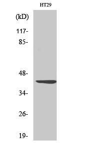 Fig.2. Western Blot analysis of HT29 cells using Wnt-1 Polyclonal Antibody diluted at 1:1000. Secondary antibody (catalog#: A21020) was diluted at 1:20000.