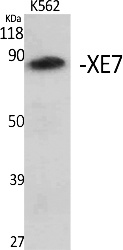Fig. Western Blot analysis of various cells using XE7 Polyclonal Antibody. Secondary antibody (catalog#: A21020) was diluted at 1:20000.