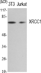 Fig. Western Blot analysis of various cells using XRCC1 Polyclonal Antibody diluted at 1:1000. Secondary antibody (catalog#: A21020) was diluted at 1:20000.