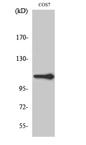 Fig. Western Blot analysis of various cells using XRN2 Polyclonal Antibody diluted at 1:1000. Secondary antibody (catalog#: A21020) was diluted at 1:20000.