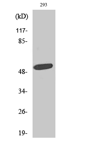 Fig. Western Blot analysis of various cells using ZAC1 Polyclonal Antibody. Secondary antibody (catalog#: A21020) was diluted at 1:20000.
