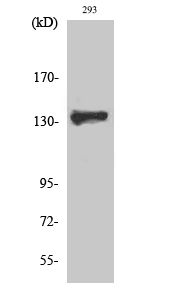 Fig. Western Blot analysis of various cells using ZBTB40 Polyclonal Antibody. Secondary antibody (catalog#: A21020) was diluted at 1:20000.