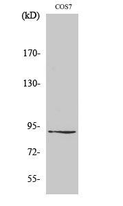 Fig. Western Blot analysis of various cells using ZC3H11A Polyclonal Antibody diluted at 1:1000. Secondary antibody (catalog#: A21020) was diluted at 1:20000.