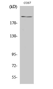 Fig.1. Western Blot analysis of various cells using ZFP106 Polyclonal Antibody. Secondary antibody (catalog#: A21020) was diluted at 1:20000.