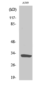 Fig. Western Blot analysis of various cells using ZIP9 Polyclonal Antibody. Secondary antibody (catalog#: A21020) was diluted at 1:20000.