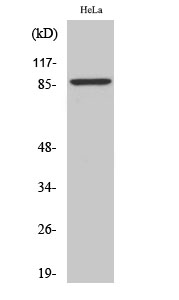 Fig. Western Blot analysis of various cells using ZNF337 Polyclonal Antibody. Secondary antibody (catalog#: A21020) was diluted at 1:20000.