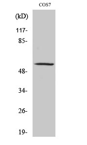 Fig. Western Blot analysis of various cells using ZNF498 Polyclonal Antibody. Secondary antibody (catalog#: A21020) was diluted at 1:20000.