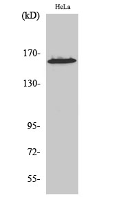 Fig. Western Blot analysis of various cells using ZNF608 Polyclonal Antibody diluted at 1:500. Secondary antibody (catalog#: A21020) was diluted at 1:20000.