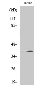 Fig. Western Blot analysis of various cells using β-1, 3-Gal-T1 Polyclonal Antibody. Secondary antibody (catalog#: A21020) was diluted at 1:20000.