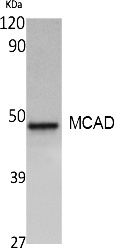 Fig. Western Blot analysis of extracts from A549 cells, using MCAD Polyclonal Antibody. Secondary antibody (catalog#: A21020) was diluted at 1:20000.