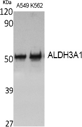Fig. Western Blot analysis of extracts from A549, K562 cells, using ALDH3A1 Polyclonal Antibody. Secondary antibody (catalog#: A21020) was diluted at 1:20000.
